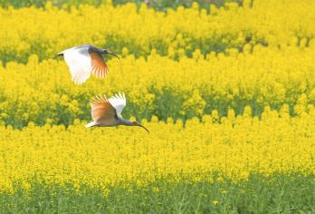 汉中油菜花勉县龙湾+新集岳岭高铁穿梭花海+诸葛古镇2-6人【1.[2-6人小团]严选安全舒适车辆，当地老司机保驾护航，旅途更舒适，享受自在美好旅行。】