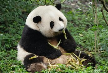 四川成都熊猫谷＋都江堰【包车】一日游【[缤纷景点]一天既探访可爱的熊猫宝宝，又探索智慧的水利工程。】