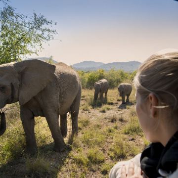南非 约翰内斯堡出发 匹林斯堡公园游猎一日游 含午餐+接送