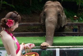 云南西双版纳野象谷一日游【酒店接送+大象互动+亲子适游】【省心，省时，酒店接送安心出游不迷路。充足的游览时间，更注重客人体验和游览时间，让旅行重回温度；】