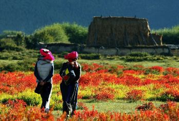 香格里拉+虎跳峡(香格里拉段)一日游【优选独立纯玩团】【正规舒适商务车小团、一人一正座，当地地道师傅提供专业服务】