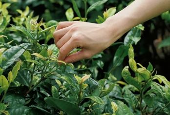 【2-8人纯玩拼小团】普洱中华普洱茶博览苑一日游【[品质轻松游]2-8人纯玩拼小！市区上门接送！当天可接机场高铁站！】