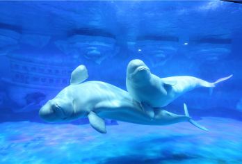 青岛极地海洋公园+五四广场+八大关+栈桥+圣弥厄尔教堂一日游【老人孩子的不二选择，纯玩无购物】