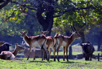 西安秦岭野生动物园一日游/多套餐选择/酒店接送2-8人精品团【探索动物王国的奇妙之旅 ，您可以近距离观察到憨态可掬的大熊猫、毛色奇特的金丝猴、呆头呆脑的亚洲象等】
