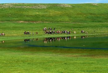 从呼和浩特到惠腾西勒草原的一日私人包车游【当地司机兼导游分享游牧民族的秘密和**拍照地点！ 金色的草地在蔚蓝的天空下无边无际地延伸——大自然*壮丽的画卷正等待着你的足迹。 夕阳西下，层峦叠嶂的羽毛草如同流动的黄金般闪闪发光，其间点缀着洁白如云的绵羊在悠闲地吃草。】