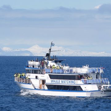 冰岛SpecialTours观鲸船出海半日游|多城市多船型