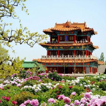 预售【赏花季-山东菏泽】牡丹赏花+老城曹州+商业街等游玩景点