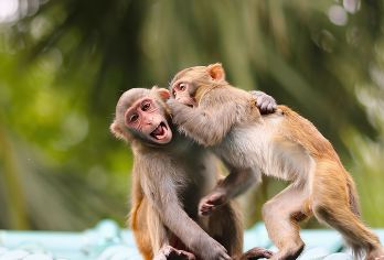 三亚猴岛公园+呆呆岛一日游【2-8人私家团亲子游童趣无限】【包含猴岛门票、跨海索道、摆渡车、呆呆岛门票、返程轮渡、登南湾猴岛和萌萌的小猕猴亲密接触】