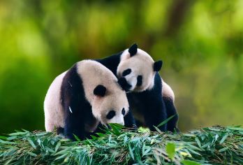 中国河南洛阳栾川竹海野生动物园一日游【纯玩无购物】【乘观虎车进入东北虎散养区，每辆虎车有讲解跟随，并且都准备的有鸭子肉，近距离观看老虎、看老虎捕食、喂食】