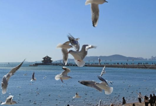 【山海冬韵·鸥遇青岛】沉浸式漫游、经典景区+网红打卡完美融合【[暖心体验]纯玩无购物 市区上门接，精品小团任意选、打卡新老城区精华和网红地标。】