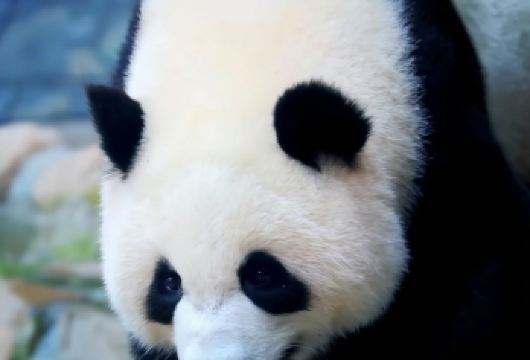 【打卡七仔】秦岭四宝科学动物园一日游/一站式直达【打卡棕色大熊猫-----七仔】