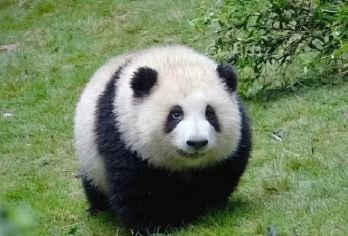 成都大熊猫繁育研究基地+都江堰一日游【2-8人小团+蓝眼泪】【[同样的价格不同的体验]高餐标特色熊猫蒸笼宴】