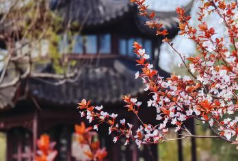 上海至苏州私人旅游：拙政园+寒山寺+时代杂技团【景点之间可乘船或私家车前往。 ***园林和千年古庙 精彩绝伦的中国杂技表演】