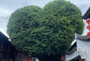 三坊七巷+上下杭历史文化街区+烟台山历史文化街区+闽江之心【游览福州具有代表性的人文地标、体验“半部中国近代史”与闽都山水、体验城市的历史、艺术与市井生活。】