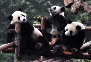 成都大熊猫繁育研究基地+都江堰景区一日游+8人私家团】【全程无购物纯玩，私家团出游，一单一团一车。含熊猫基地+都江堰门票，三环路内免费接！】