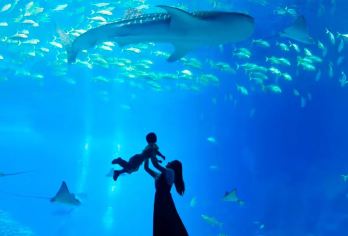 珠海长隆海洋王国+飞船+长隆秀一日游&双人/三人畅玩一日游【海洋动物展馆种类丰富多样。创下五项吉尼斯世界纪录的鲸鲨馆，展出多达2万条珍奇鱼类。】