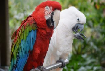 三亚呀诺达热带雨林一日游【含门票上下游览车可选午餐玻璃栈道】【定点集合就近上车、包含门票上下山游览车，可选包含午餐套餐，性价比高】
