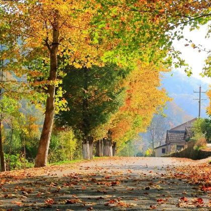 十八月潭包车游【（汉中出发）或光雾山或米仓山 包车游】