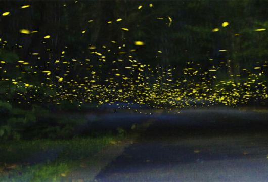 云南西双版纳傣族园+中国科学院西双版纳热带植物园日游+夜游【[品质保障]一单一车，全程只为您服务不论您多少人，司机、用车等全程都是为您服务】