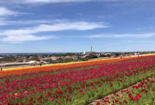 日本旭山动物园-旭川拉面村-富田农场-美瑛【北海道中文专车】【中文专车出行，景点灵活调整，打卡经典，游玩自己定义，无需等待，专属贴心服务，尽享惬意旅程】