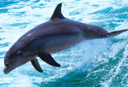 巴厘岛+罗威纳海滩一日游【追海豚阿勇河五星漂流一日游】【适合家庭，情侣，朋友单独出游，2人起订】