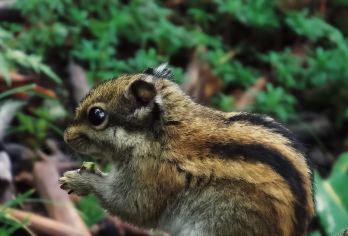 香格里拉普达措国家公园+纳帕海+松赞林寺一日游包车【纯玩包车自由行 以上包车是一辆车的 请知晓】