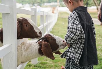 光明农场大观园+光明滑草游乐园+光明区虹桥公园1日游【[品质保证]企业工厂/自驾任意选择，全程免费赠送：保险，发票，横幅，饮用水。】