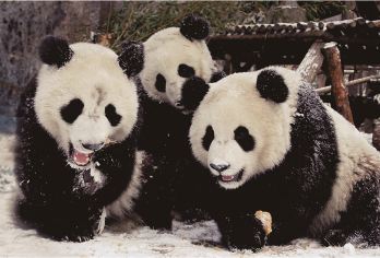 都江堰景区+卧龙大熊猫苑神树坪基地一日游【包车游/上门接送】【[不在市区扎堆排队，去真正熊猫故乡]这里是熊猫的国度，北纬30°，真正适合熊猫生活的乐土.】