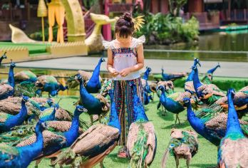 中国科学院西双版纳热带植物园+原始森林公园一日游|1单1团【一单一团，2人起订，以实际下单人数安排车型（5座轿车/7座商务车/9座商务车）等】