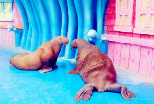 陕西西安华夏文旅海洋公园+《驼铃传奇》秀一日游【穿越时空，耳边又传来丝路上那清脆的驼铃声，眼前又看到茫茫大漠里那缕袅袅的孤烟。】