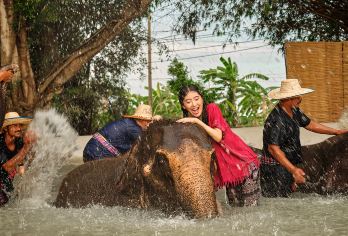 泰国曼谷大象营一日游【官方认证大象营/可自行前往】【曼谷也有大象营啦~不必再远赴清迈芭提雅啦】