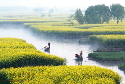 兴化千垛景区（含游船）+李中水上森林公园（含竹筏）一日游【千垛景区菜花素有“全国油菜花海”之称，垛田景观享誉全国，是全球四大花海之一。】