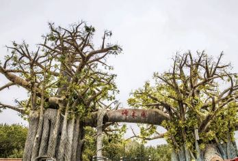 神木园+湿地公园:自然奇观与生态巡礼【大美天山：天山神木园景区AAAA级、阿克苏国家湿地公园；】