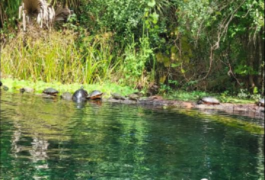 银泉州立公园玻璃底船+皮划艇之旅一日游【来银泉州立公园，乘坐玻璃底船与大自然来一场亲密接触吧！也可以徒步探索各种小径步道。】