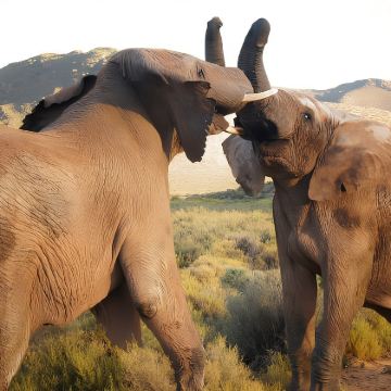 【开普敦中文包车】大康斯坦夏葡萄酒庄园+开普敦全日野生动物园