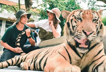 清迈纳财大象营+粘粘瀑布+老虎王国一日游 骑大象/竹筏漂流【与象亲密互动：在纳财大象营，喂养大象、陪小象玩耍、深入了解大象生活，收获独特体验。】