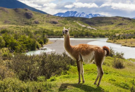 智利纳塔莱斯港出发 百内国家公园一日游(15人小团)【欣赏公园内帕伊内塔三座并肩耸立的塔形山峰景观】