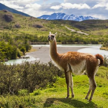 智利纳塔莱斯港出发 百内国家公园一日游(15人小团)