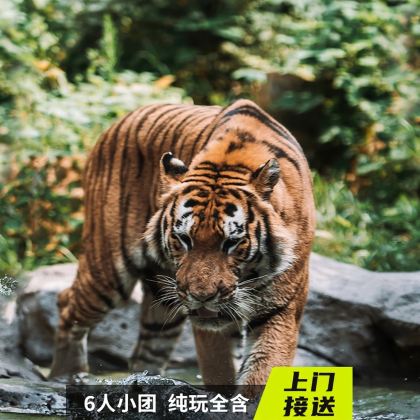 伪满皇宫+长影旧址+东北虎园一日活动【6人/私家团◆上门接送】