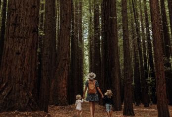 墨尔本蒸汽火车+红杉森林+亚拉河谷一日游【品质团丨酒店接送】【[中英服务]行程里英文讲解，可通过免费APP收听关键景点的中文解说】