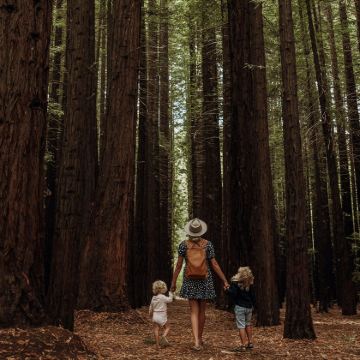 墨尔本蒸汽火车+红杉森林+亚拉河谷一日游【品质团丨酒店接送】
