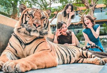 普吉岛老虎公园TigerPark 亲手摸白老虎/小小老虎亲子【亲子乐园，和老虎0距离接触】