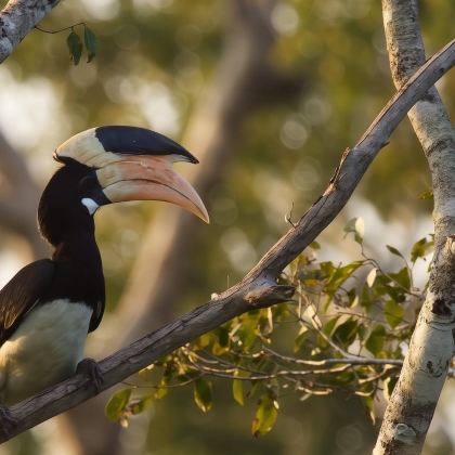 威尔帕图国家公园野生动物私人越野车探险（阿努拉德普勒出发）