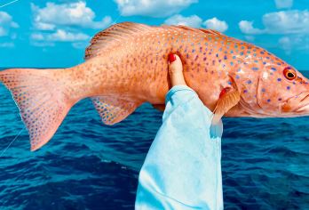 三亚海钓半日游【零基础海钓/全套装备/可选包船/达人带队】【专业海钓丨双船长：老船长+导钓、探鱼器 设备齐全】