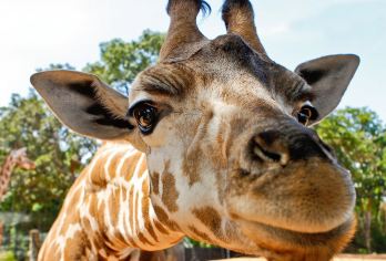 凯维森动物园+西澳水族馆+希尔里斯船港+弗里曼特尔监狱+南滩【珀斯×西澳地标打卡×人文秘境×亲子互动（行程可调）】