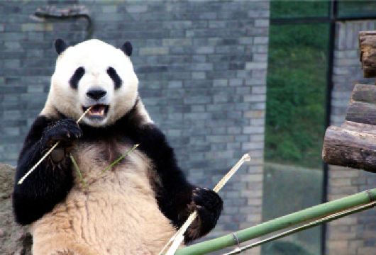 都江堰中华大熊猫苑+青城山一日游【2-8人独立团&含门票】【[优势亮点]:私家团、ViP 包车一单一团含景区门票，不拼车，专车专用】