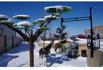 日本旭川旭山动物园+青池+四季彩之丘+森林精灵阳台一日游【专车服务+行程可调+酒店接送+中文服务】