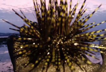 三亚大东海【趣味赶海2小时丨领队全程服务丨赶海工具】拼团【[亲海体验]资深向导带玩，体验感满满】