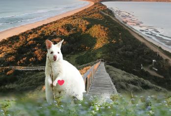 塔斯马尼亚霍巴特布鲁尼岛一日游【中文团|南北一线|寻白袋鼠】【[邂逅白袋鼠]在布鲁尼岛纯净海滩漫步，可近距离邂逅澳洲珍稀野生白袋鼠，感受与温顺萌宠同框的治愈时刻。】