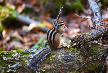 【6人封顶团】伊春+汤旺河奇石景区+新青湿地+鹿溪牧场一日游【2-6人精致小团，专车接送，多款舒适座驾供选择，可按需量身定制行程；纯玩无购物】